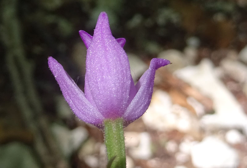 Cephalanthera rubra / Cefalantera rossa